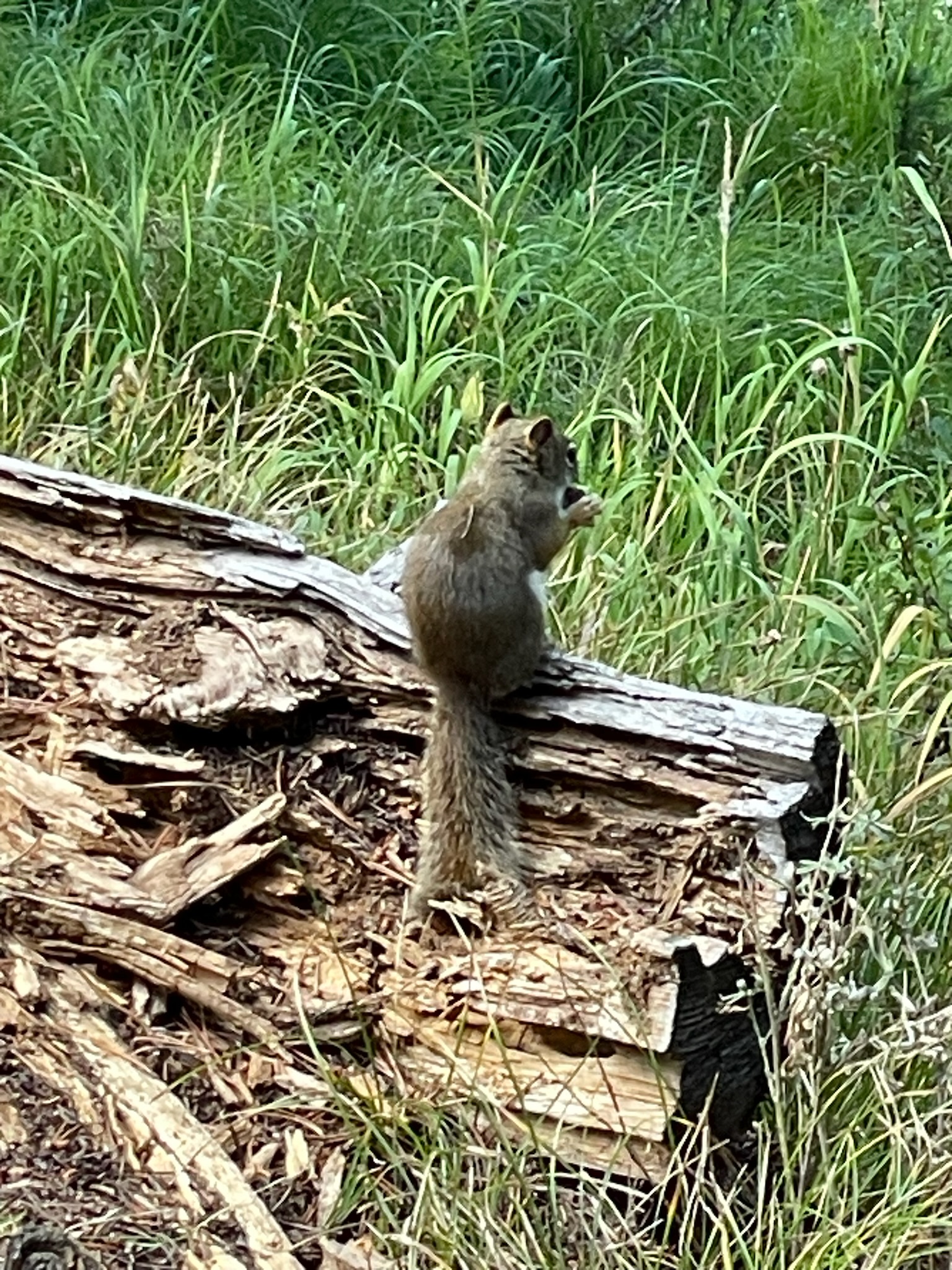 Yellow Stone, USA National Parks